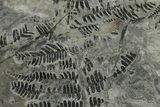Carboniferous Fossil Fern (Callipteridium) Frond Plate - France #338591-1